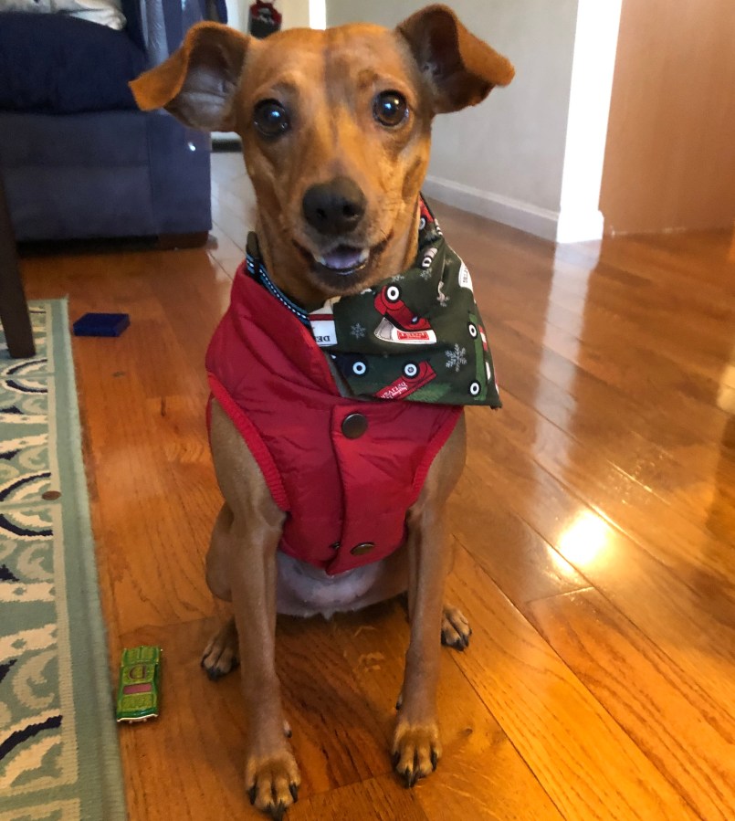 The Making of a Dog&nbsp;Lover